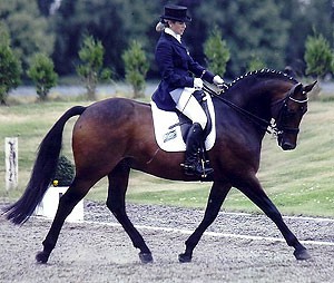 Aimbry Chester Performance Pony Stallion