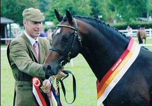 Thursden Vallye Raphael Graded Sports Pony Stallion