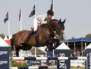 Tornesch Showjumping Stallion