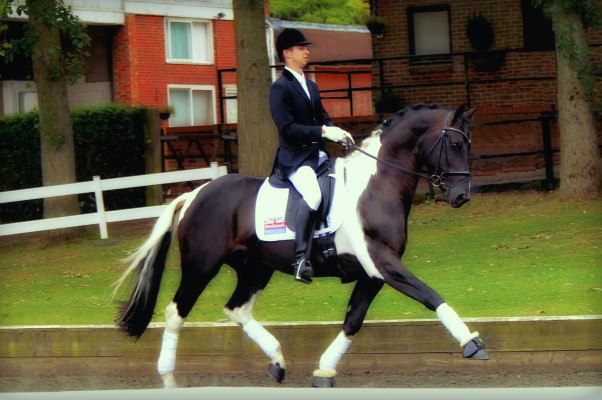 Amour G Tobiano Warmblood Stallion