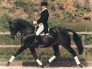 Catherston Dazzler, British Sports Horse Stallion