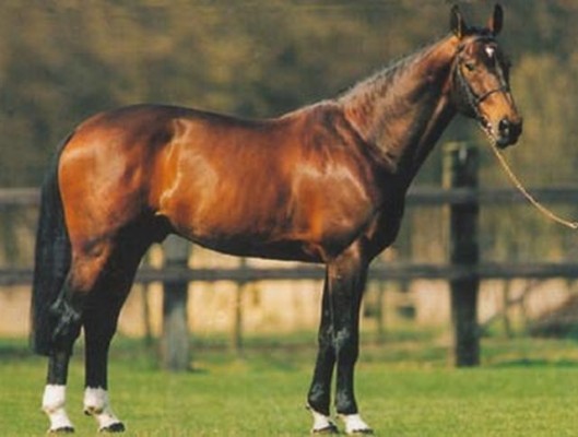 Kannan sire of Molly Malone V