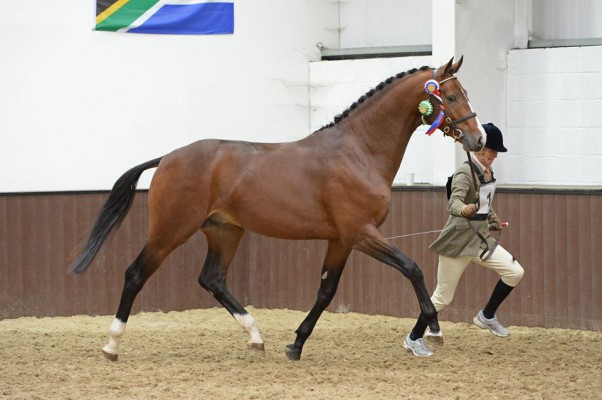 Timolin - British Bred Futurity Elite Stallion