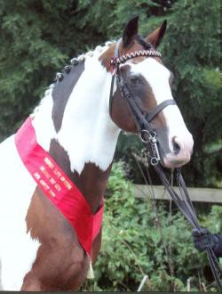 Country Top Gun Elite CHAPS Coloured Stallion