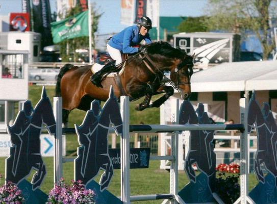 Carron Nicol Show Jumping Stallion Mr Visto