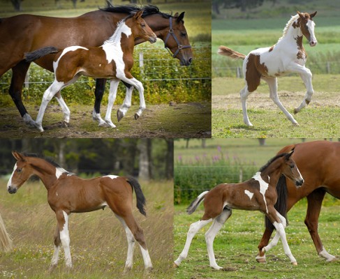 Homozygous Tobiano Stallion Solaris Buenno