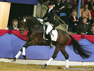 Oldenburg Stallion At Stud in the UK Seano Gold