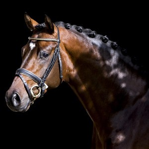 UK Dressage Stallion Denver LG