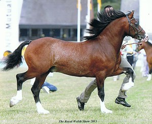 Welsh Section C Stallion Coeden Daddy Cool