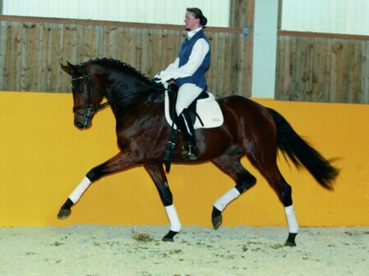 royaldik-horse-scout-stallion-profile - image