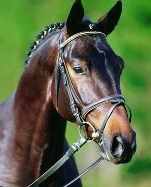 stallion_at_stud_grafenstolz_listed_on_horse_scout_connections_for_sale