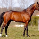 horse-scout-listing-for-stallion-at-stud -bentl-van-de-heffinck