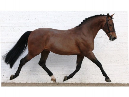 ramiro_b_listed_on_horse_scout_as_a_stallion_at_stud