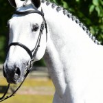 Two Showjumpers advertised for sale on Horse Scout by Cicero Z