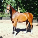 cassilano-jumping-colt-advertised-for-sale-on-horse-scout