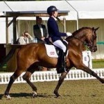 fei-dressage-pony-for-sale-on-horse-scout-by-leuns-velds-lord