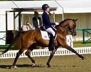 fei-dressage-pony-for-sale-on-horse-scout-by-leuns-velds-lord