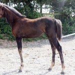 filesco-filly-x-silvio-dam-for-sale-on-horse-socut