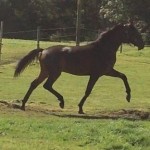 master-merlin-colt-from-dreammaker-stud-advertised-on-horse-scout-for-sale