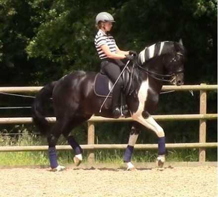 master-merlin-modern-coloured-stallion