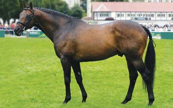 power-blade-progeny-for-sale-on-horse-scout