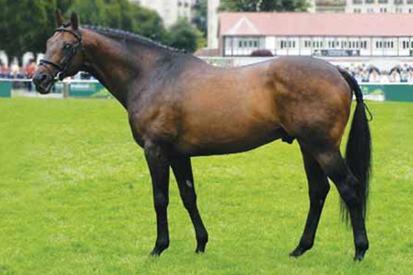 power-blade-progeny-for-sale-on-horse-scout