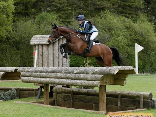 Top Juniors / Young Riders event horse for sale