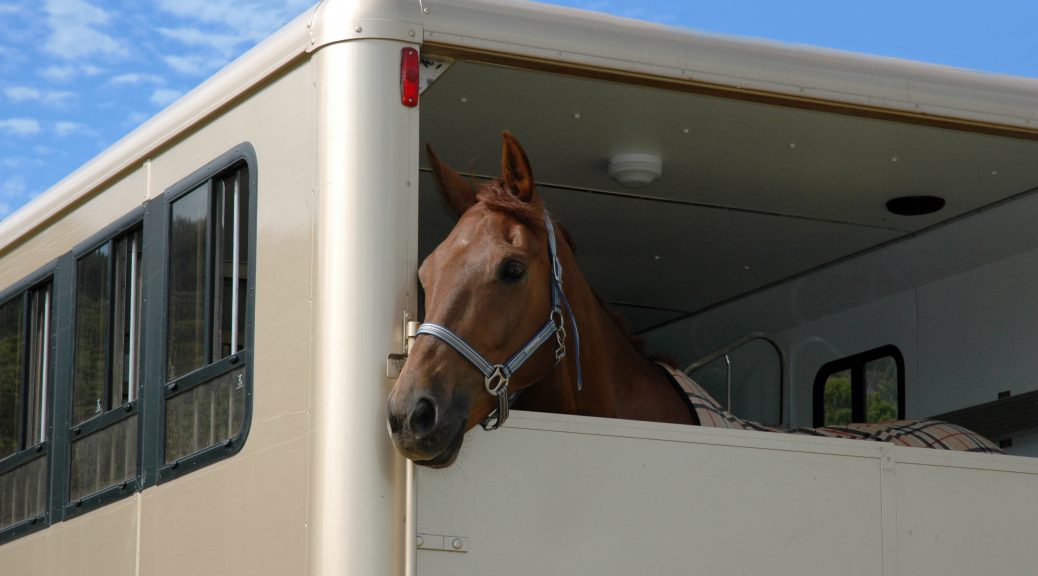 Horse transported in lorry