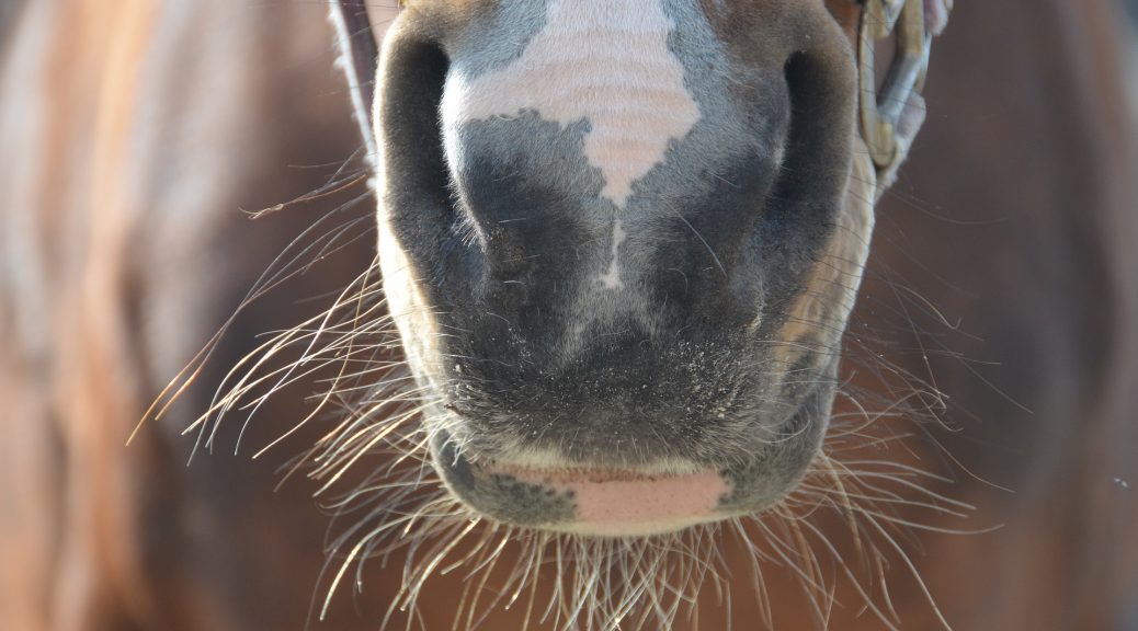 Equine Herpes